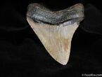 Sharp Inch Megalodon Tooth #98-1